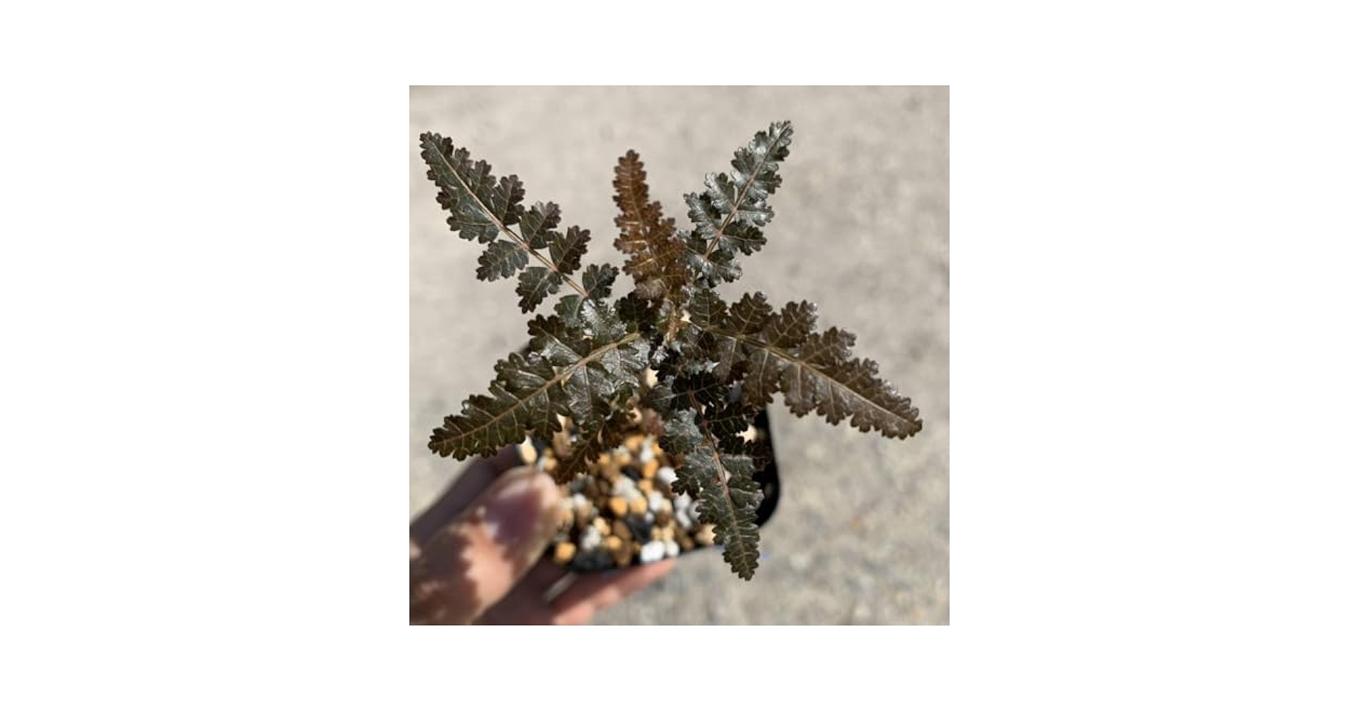 ボスウェリア　ソコトラナ　③ 2025年最新】ボスウェリア ソコトラナの人気アイテム - メルカリ